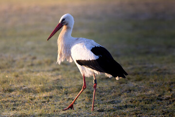 stork in the grass