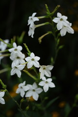 White jasmine tobacco blooming flowers on bokeh garden background, floral background.