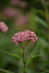 Swamp milkweed flowers closeup starts blooming, pink bonesets buds and flowers on bokeh green background. 