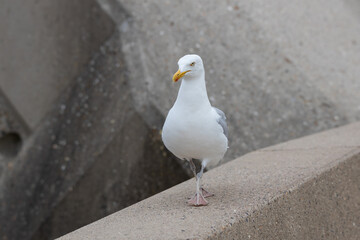 seagull on the pier