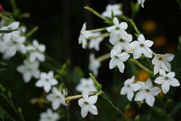 White jasmine tobacco blooming flowers on bokeh garden background, floral background.