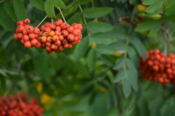 Rowan fruits closeup, mountain-ashes fruits on tree at early autumn.