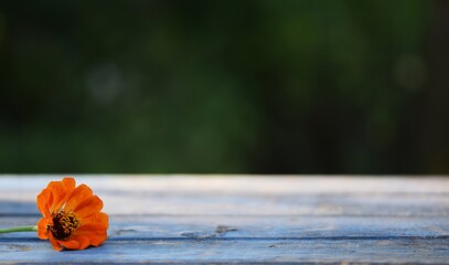 Orange  flower on blue wooden bokeh table and green bokeh background with a space for text, design...