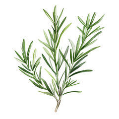 Watercolor Painting clipart Vector of a rosemary plant, isolated on a white background, Drawing art, Illustration Graphic clipart.	
