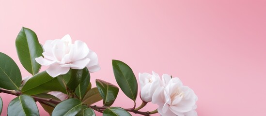 Gardenia plant on pink backdrop.