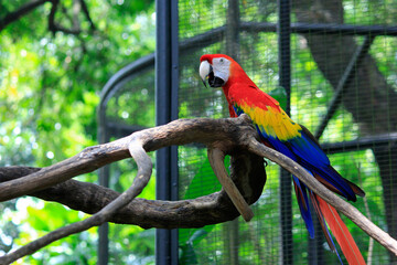 Scarlet Macaw (Ara Macao) perches beautifully on a tree branch. Neotropical parrots are large and have bright red, yellow and blue colors.