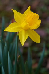 The splendors and vibrant colors of a yellow daffodil flower; Narcissus Hispanicus