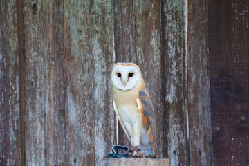 Barn Owl (Tyto alba) perched on rustic wooden background, its heart-shaped face blending with aged...