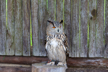 Eurasian owl perched on a wooden log in a forest, its intense orange eyes alert and feathered plumage detailed - 758233111