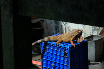 Red Iguana (Iguana iguana), a large herbivorous lizard is basking in the sun.