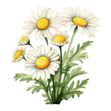 Watercolor Illustration Plant of chamomile flowers with leaves , isolated on a white background, Drawing clipart, Painting Vector, Graphic art.