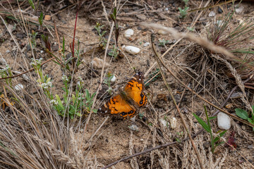 American beautiful lady butterfly (Vanessa Virginiensis) perched on sand with herbs