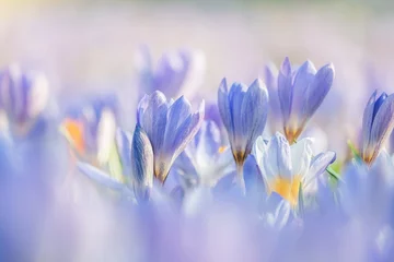 Fotobehang purple crocus flower © Ahmad