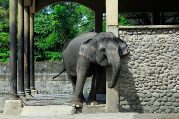 The Sumatran elephant (Elephas Maximus Sumatrensis), a subspecies of Asian elephant, is relatively smaller, has chained feet and is in poor condition.