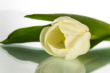 One white tulip on a light background