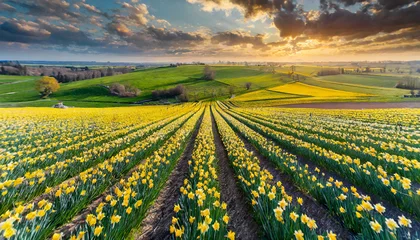 Poster Panoramic view of a field of daffodils in a landscape of green hills and groves under a bright sky (Illustration AI) © Marc