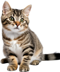 Obraz premium scottish fold cat isolated