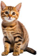 Fototapeta premium scottish fold cat isolated