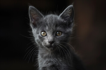 Obraz premium Little gray kitten portrait.AI generated