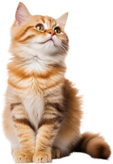 Obraz premium scottish fold cat isolated