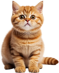 scottish fold cat isolated