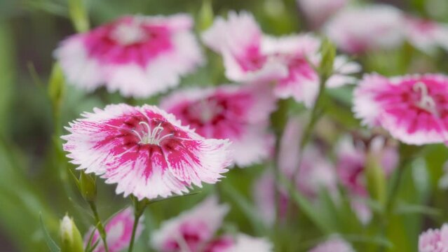 Close up of pink dianthus flowers blooming in the garden. Slow motion. 