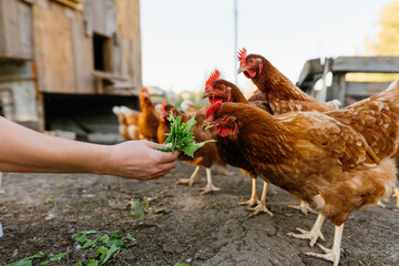Close-up of chickens eating greens from a human hand. Poultry farming: feeding hens in a rural...