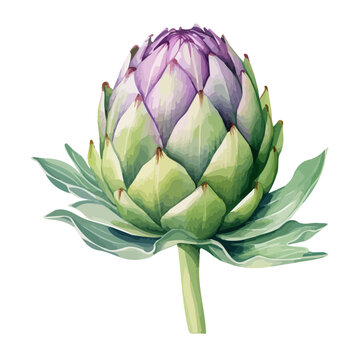 Watercolor Painting clipart of a artichoke flower Fresh and Vegetable, isolated on a white background, Graphic Drawing, Illustration & Vector, Graphic art.