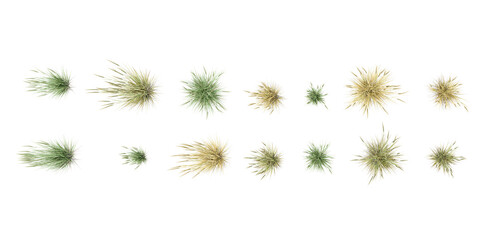 Top view  of American beachgrass with transparent background, 3D rendering, for illustration
