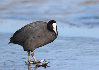 Coot on the ice