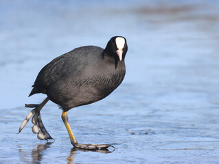 Coot