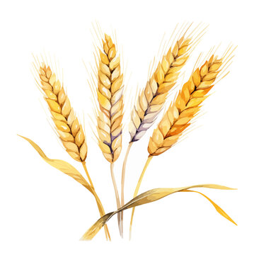 watercolor vector Painting of wheat, isolated on a white background, Drawing clipart, Illustration Vector, Graphic design.