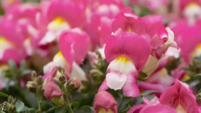 Close up of a pink snapdragon flower blooming in the garden. Slow motion. 