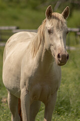 Rare Smokey Black Pearl Gene White Coat Colour Tobiano Marking Paint Horse Filly