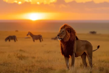 Tuinposter Regal male lion stands proudly against a stunning savannah sunset, with zebras grazing in the background © bluebeat76