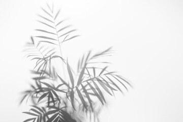 Abstract shadow, black and white shadow of a tropical plant leaf on a white wall.