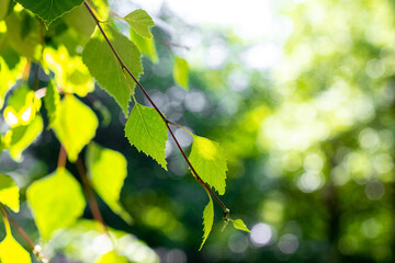 Naklejka na ściany i meble Birch branch with young green leaves in summer on a blurred background