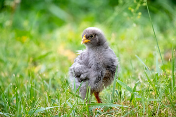 Little gray chicken in the garden among the green grass