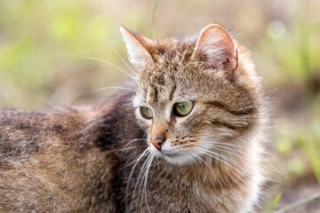 A brown cat looks back in the garden on a blurred background