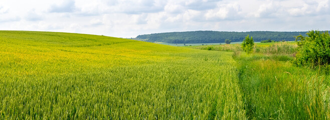 Fototapeta na wymiar Field with green wheat, summer landscape, panorama