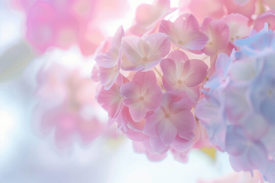 A soft floral background with a pastel colored pink to blur background (1)