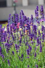 Lavandula angustifolia bunch of flowers in bloom, purple scented flowering bouquet of plant