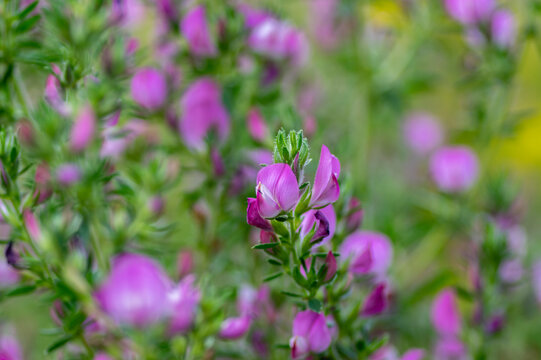 Ononis spinosa light pink and white wild flowering plant on slovenian alpine meadow, group of spiny restharrow flowers in bloom