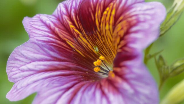Macro shot of a colorful salpiglossis flower blooming in the garden. Slow motion. 
