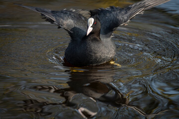 Podicipedidae bird on lake in city in spring sunny hot day