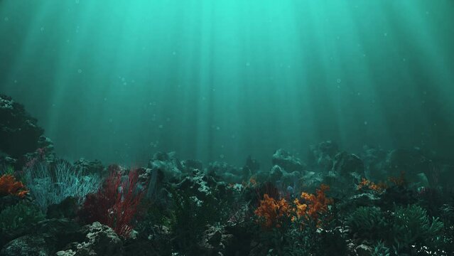 Underwater Coral Reef Landscape - Loop Ocean Background Wallpaper
