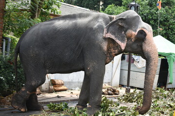 An elephant who arrives to participate in Kandy Esala Perahera at Temple of the Tooth (Sri Dalada...