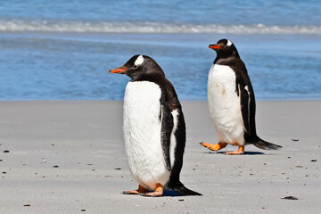 Gentoo penguins marching  on Bertha’s beach Falkland Islands