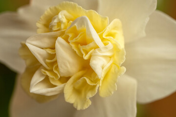 Daffodil blooming; Lincoln, Nebraska - 758251561