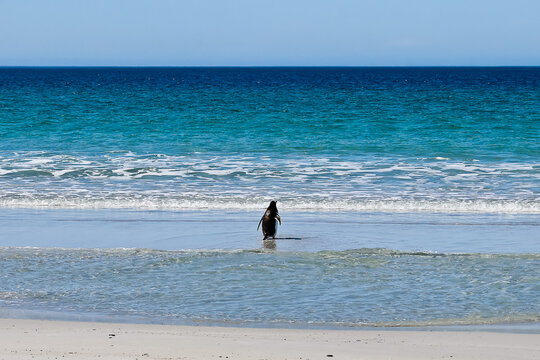 Gentoo penguin on Bertha&rsquo;s beach Falkland Islands